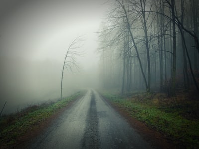 雾天，光秃秃的树旁的灰色道路